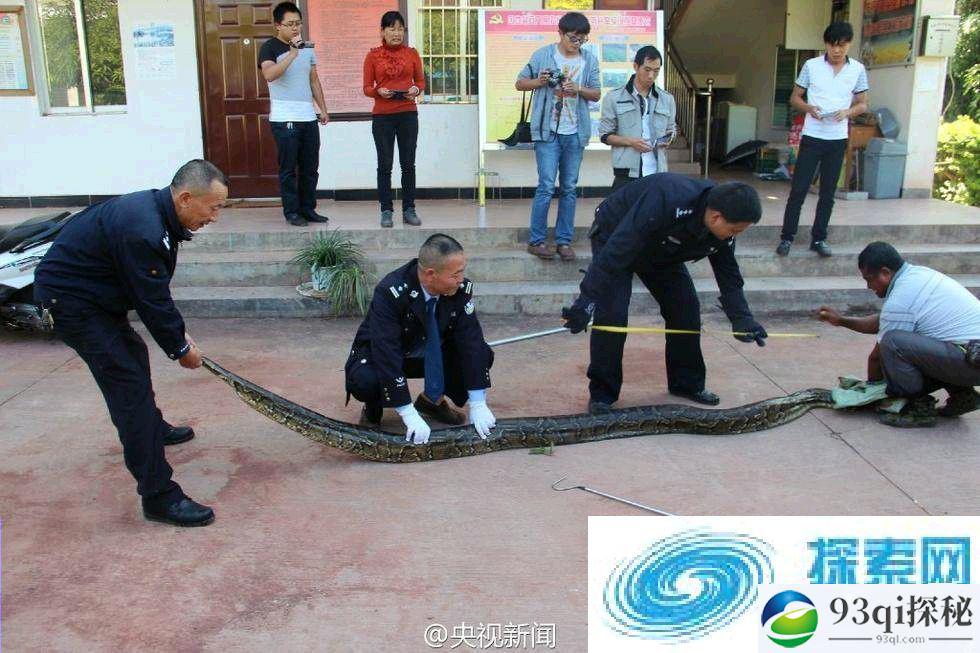 修公路现百岁蟒蛇可活吞人 盘点世界恐怖巨型动物