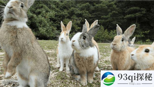 农夫放生20只兔子，50年增长9亿倍，吃光澳洲草原，毒气弹都无用