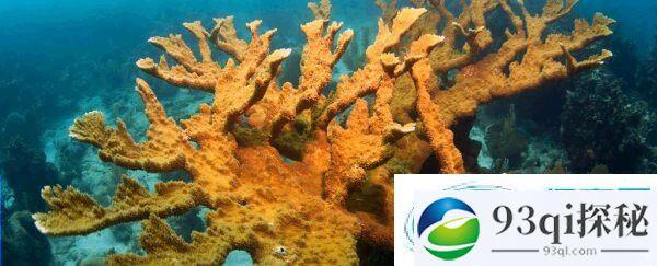 祝贺人造珊瑚首次在天然环境中繁殖成功