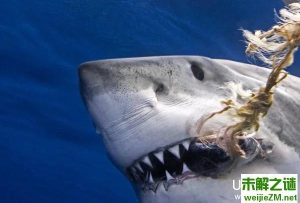 惊险！墨西哥大白鲨咬断潜水员氧气管