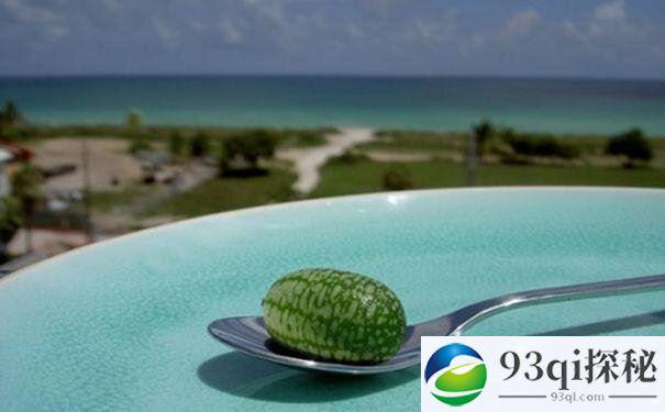 世界上最小的西瓜：一口能吃下10几个