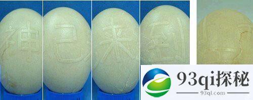 黑龙江一农家养的鹅生下带字的蛋，分别是神已到来,经专家验证字形与蛋身一体，非人工制作。