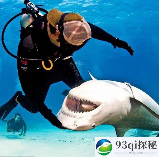 鲨鱼嬉戏似宠物向潜水员撒娇