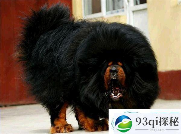 世界最高大的狗不是藏獒 盘点体型最大的狗