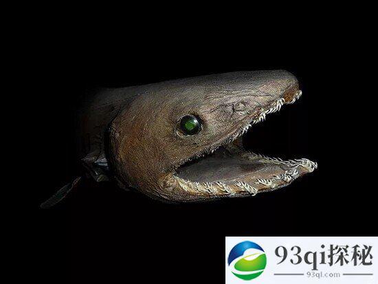 神奇！深海活化石皱鳃鲨的孕期居然是3年