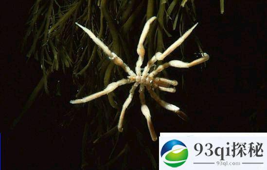 南极惊现大量神秘巨型蜘蛛 腿长可达25厘米