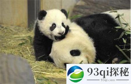 大熊猫和小熊猫有啥关系?她们之间是近亲吗?