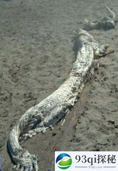 西班牙海滩海怪酷似真龙尸体！