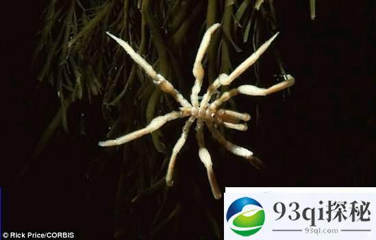 腿25厘米巨型蜘蛛大量出现在南极