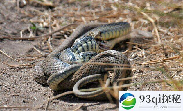 动物界的同类相残 雄蛇吃雌蛇
