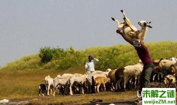 印度农民帮羊洗澡 拎起扔池塘！