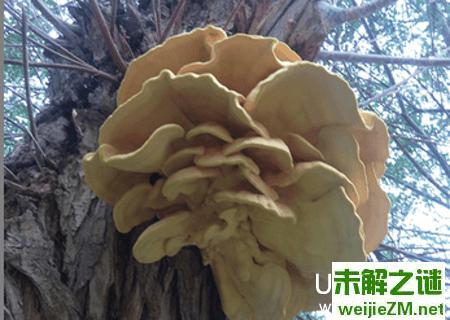 新疆发现特大柳树菇：被誉为抗癌食品