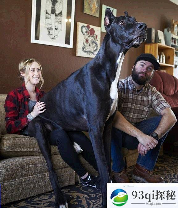 2.1米世界最高狗走红网络 出门吓死人