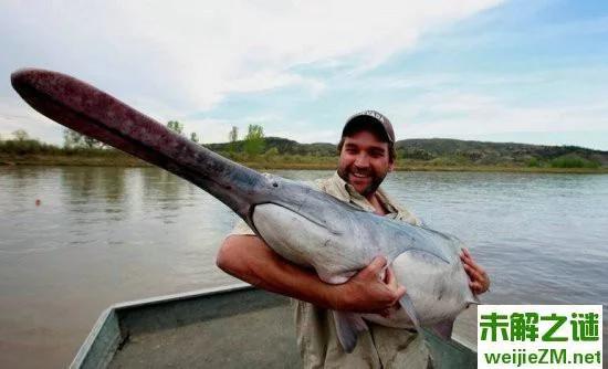 全球最大淡水鱼：“巨兽”竟吞食人类
