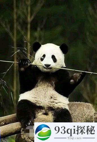 竹子并非它的最爱：大熊猫竟也是食肉动物