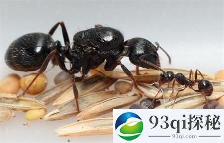 蚂蚁比人类还早会“农耕”：大约300万年前