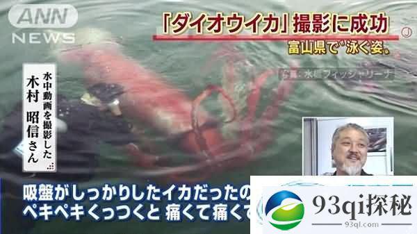 日本富山港湾惊现巨型乌贼: 长约4米