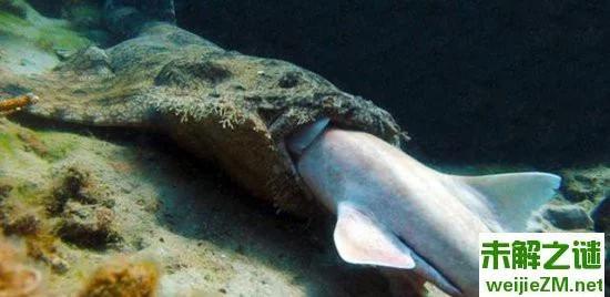 科学家拍到惊人一幕！你没见过的鲨鱼吃鲨鱼
