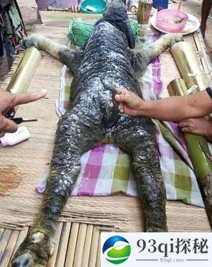 泰国惊现人形怪物：疑似鳄鱼和水牛混血产物 村民当神供养