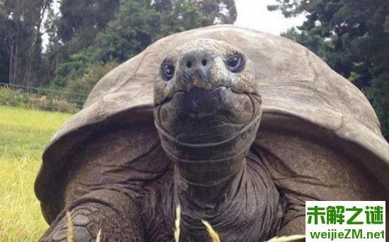 184岁高龄乌龟出生后第一次洗澡：好享受！