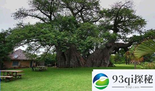 南非有一颗六千年老树 洞里不寻常……