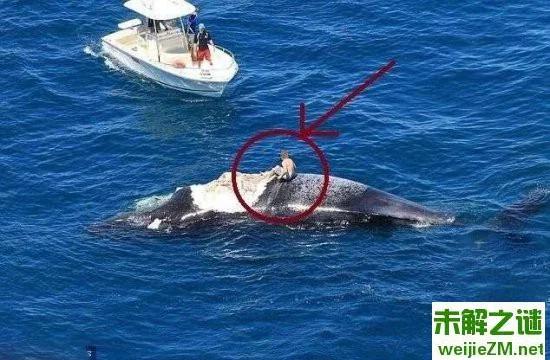 男子海上骑死鲸鱼冲浪 下一幕竟险些丧命