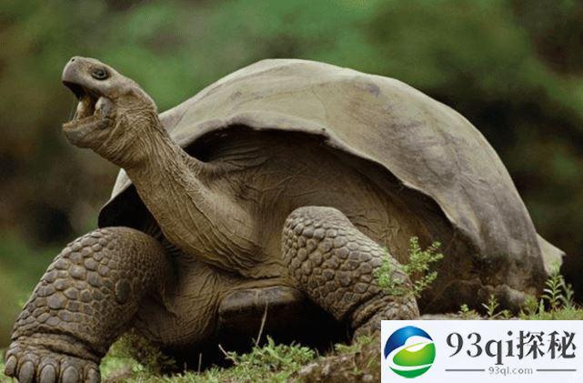 世界最长寿的乌龟，从清朝时期活到现代，熬走了三个它的饲养员