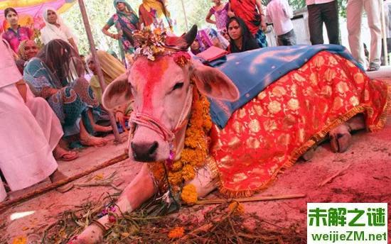 印度村民花10万为两头牛举办盛大婚礼祈福