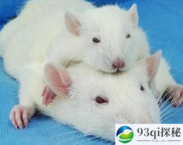 英媒：科学家成功创造出“双头鼠” 平均存活36小时