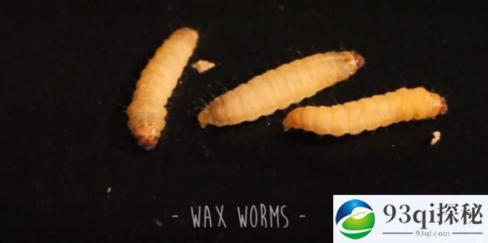 科学家发现一种会吃塑料袋的蠕虫