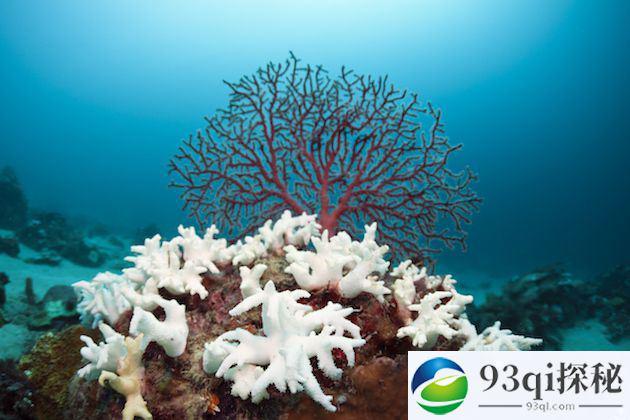 科学家想通过亮化海洋云层来拯救大堡礁