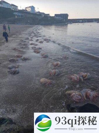 异形入侵？上千巨型软体动物攻上海滩