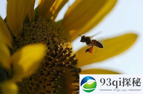 研究发现工蜂饮食成分阻碍其成为蜂王：卵巢失去功能