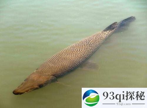 巨型食肉鱼入侵日本 体长超1米外形似鳄鱼(图)