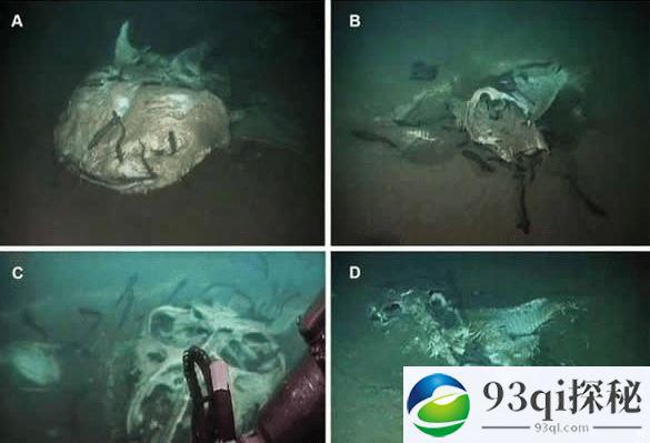 海底发现大量海洋动物尸体的水下墓地