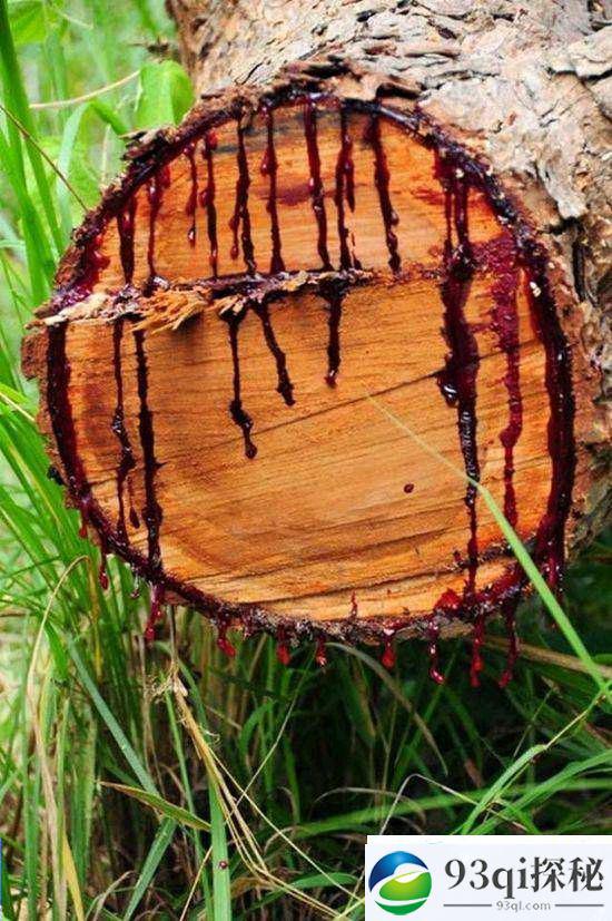 恐怖：百年老树会流血，砍树人都不得善终。