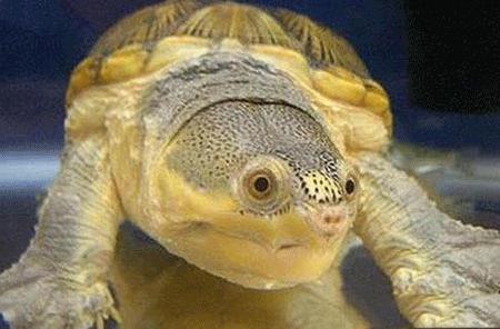 窄桥蛋龟为什么受人喜爱？可爱的高价值造型俘获了大量海龟玩家的心