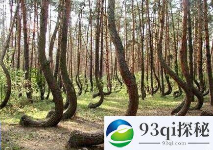 波兰神秘松树之谜