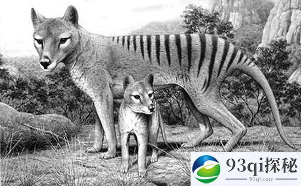 灭绝80余年的塔斯马尼亚虎复活了？
