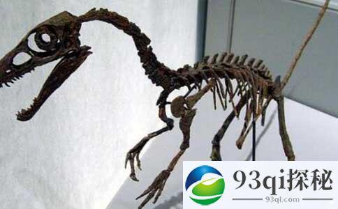 中华龙鸟之谜，科学首次发现中华鸟化石（和鸟的祖先有关）