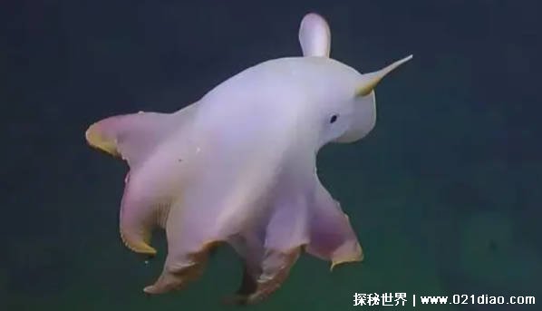 可爱的小飞象章鱼：深海中闪烁之星 需要被保护
