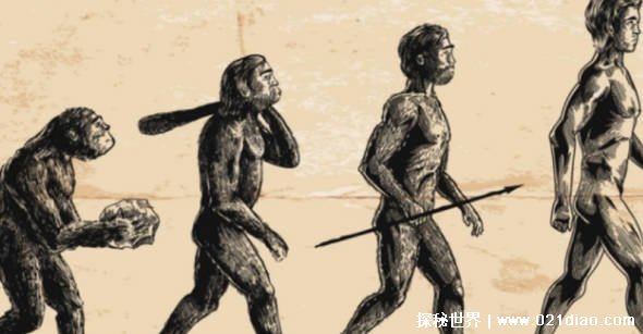 人类的祖先是什么（类人猿）
