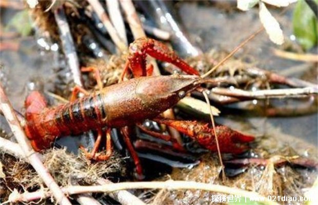 你爱吃的小龙虾，还是外来入侵物种，它们造成的影响太大了